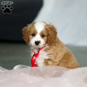 Maverick, Cavapoo Puppy