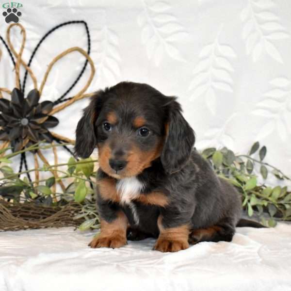 Maverick, Dachshund Puppy