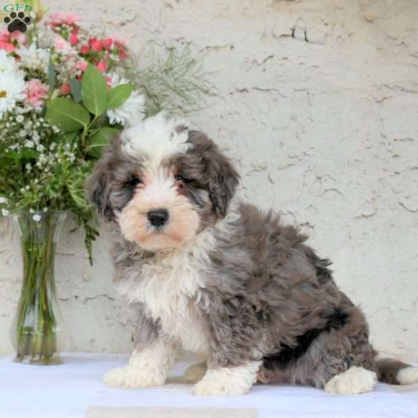 Maverick, Bernedoodle Puppy