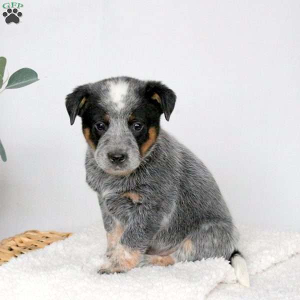 Maverick, Blue Heeler – Australian Cattle Dog Puppy
