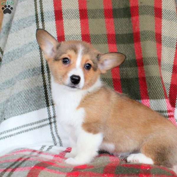 Maverick, Pembroke Welsh Corgi Puppy