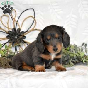 Maverick, Dachshund Puppy