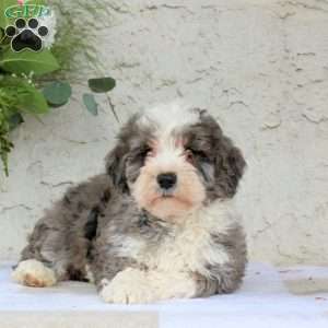 Maverick, Bernedoodle Puppy
