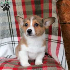 Maverick, Pembroke Welsh Corgi Puppy