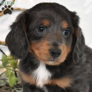 Maverick, Dachshund Puppy