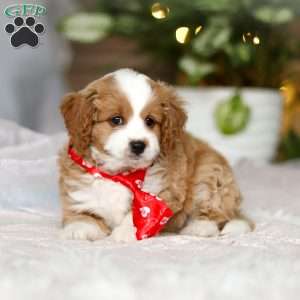 Maverick, Cavapoo Puppy