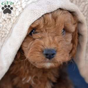 Max, Cavapoo Puppy