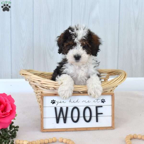 Max, Mini Bernedoodle Puppy