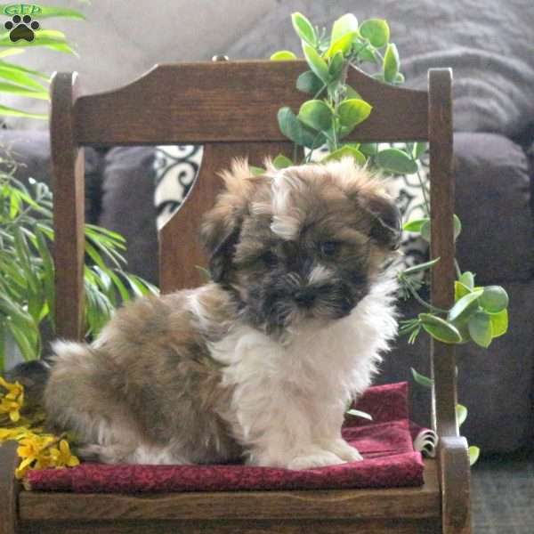 Max, Teddy Bear Puppy