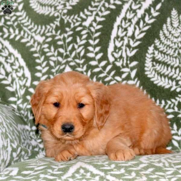 Max, Golden Retriever Puppy