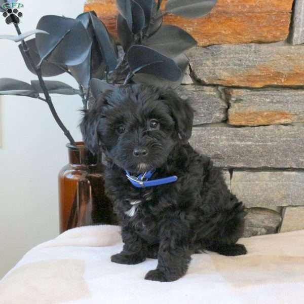 Max, Yorkie Mix Puppy