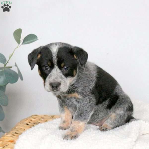 Max, Blue Heeler – Australian Cattle Dog Puppy