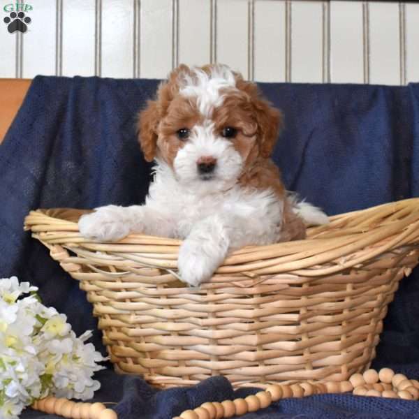 Max, Maltipoo Puppy