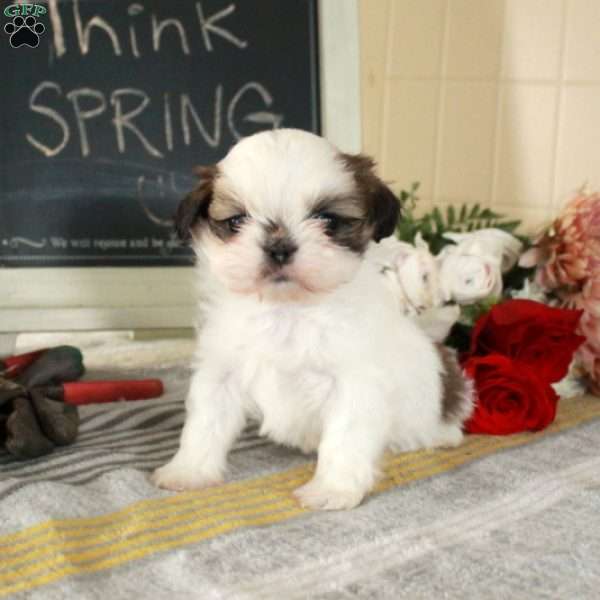 Max, Shih Tzu Puppy