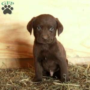 Max, Chocolate Labrador Retriever Puppy