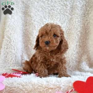 Max, Cavapoo Puppy