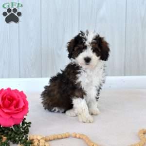 Max, Mini Bernedoodle Puppy