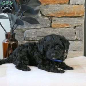 Max, Yorkie Mix Puppy