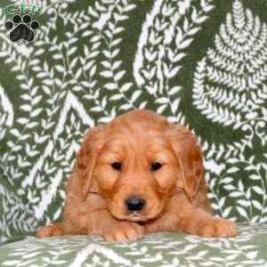 Max, Golden Retriever Puppy