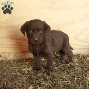 Max, Chocolate Labrador Retriever Puppy