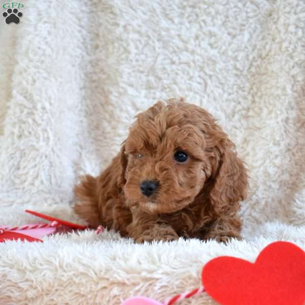 Max, Cavapoo Puppy