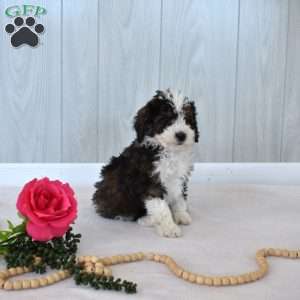 Max, Mini Bernedoodle Puppy