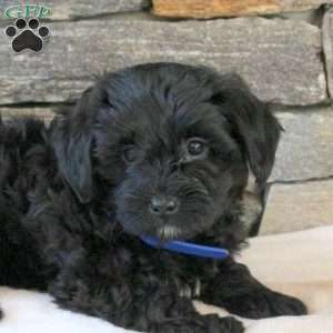 Max, Yorkie Mix Puppy