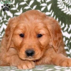 Max, Golden Retriever Puppy