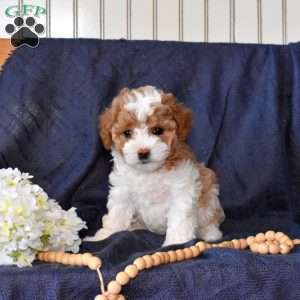 Max, Maltipoo Puppy