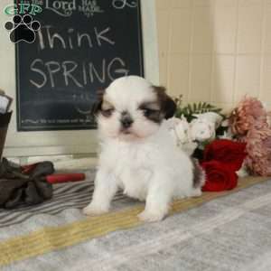 Max, Shih Tzu Puppy