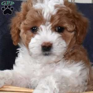Max, Maltipoo Puppy