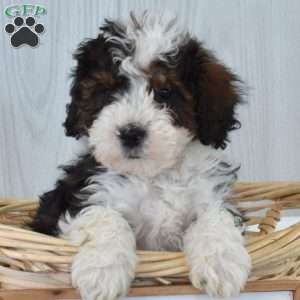 Max, Mini Bernedoodle Puppy