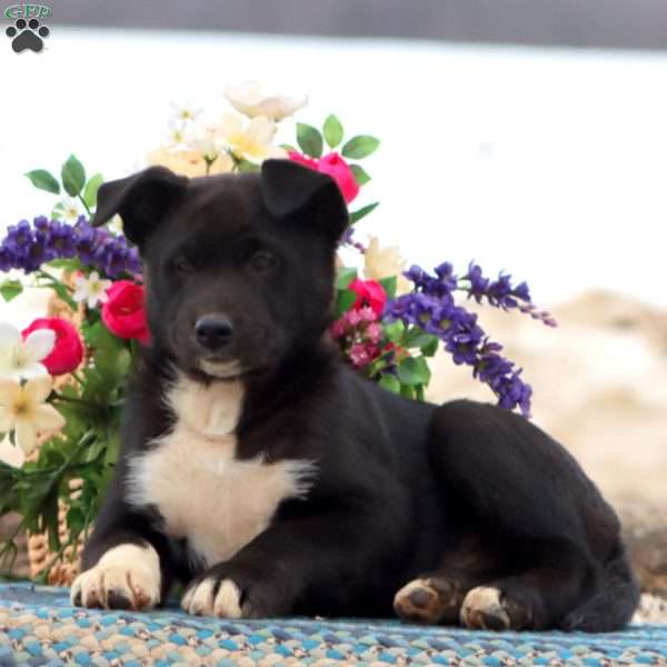 Max, Shiba Inu Mix Puppy