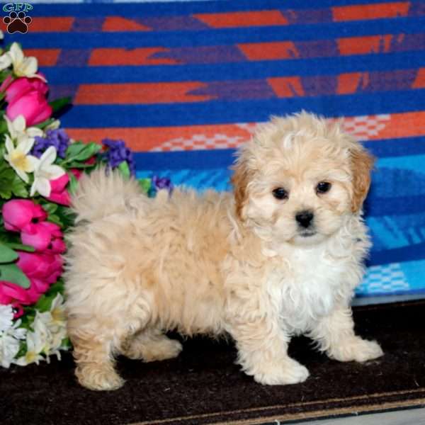 Max, Shih-Poo Puppy