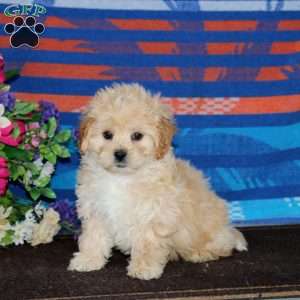 Max, Shih-Poo Puppy