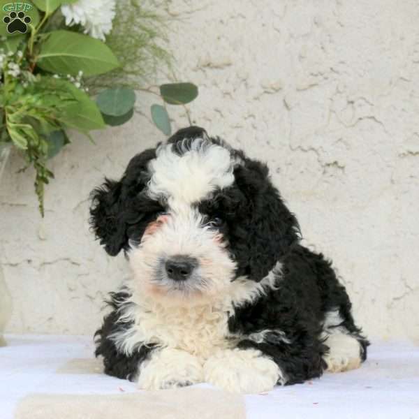 Maxine, Bernedoodle Puppy