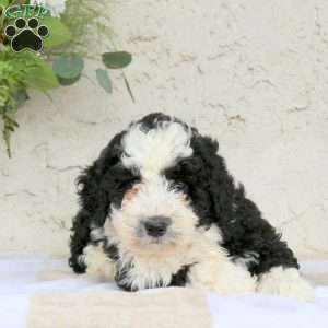 Maxine, Bernedoodle Puppy