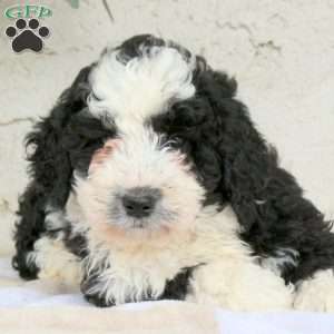 Maxine, Bernedoodle Puppy