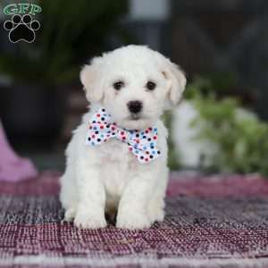 Maxwell, Bichon Frise Puppy