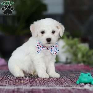 Maxwell, Bichon Frise Puppy
