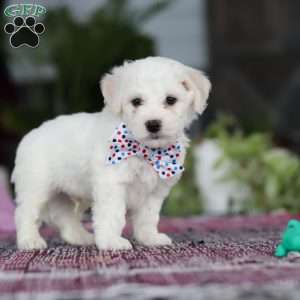 Maxwell, Bichon Frise Puppy