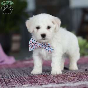 Maxwell, Bichon Frise Puppy