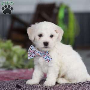 Maxwell, Bichon Frise Puppy