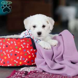 Maxwell, Bichon Frise Puppy