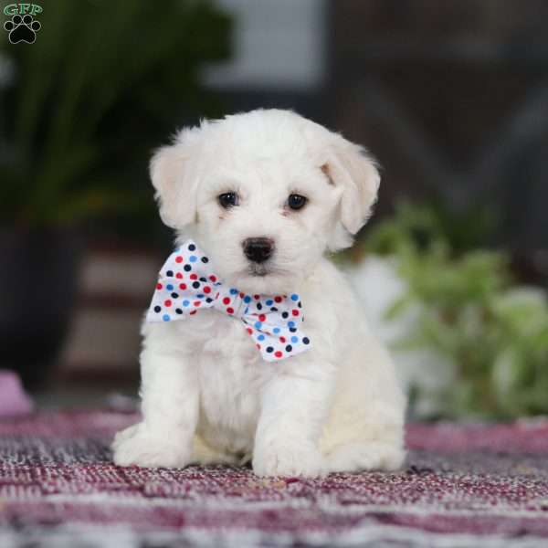 Maxwell, Bichon Frise Puppy