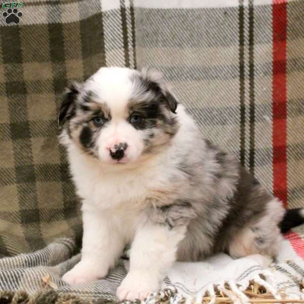 Maya, Miniature Australian Shepherd Puppy