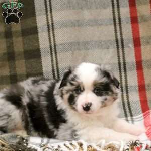 Maya, Miniature Australian Shepherd Puppy