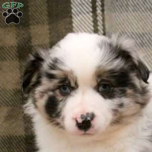 Maya, Miniature Australian Shepherd Puppy
