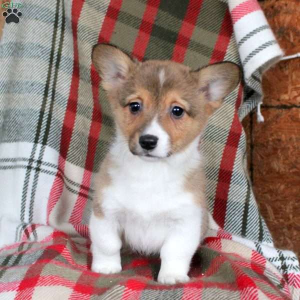 Maybelle, Pembroke Welsh Corgi Puppy