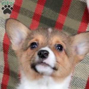 Maybelle, Pembroke Welsh Corgi Puppy